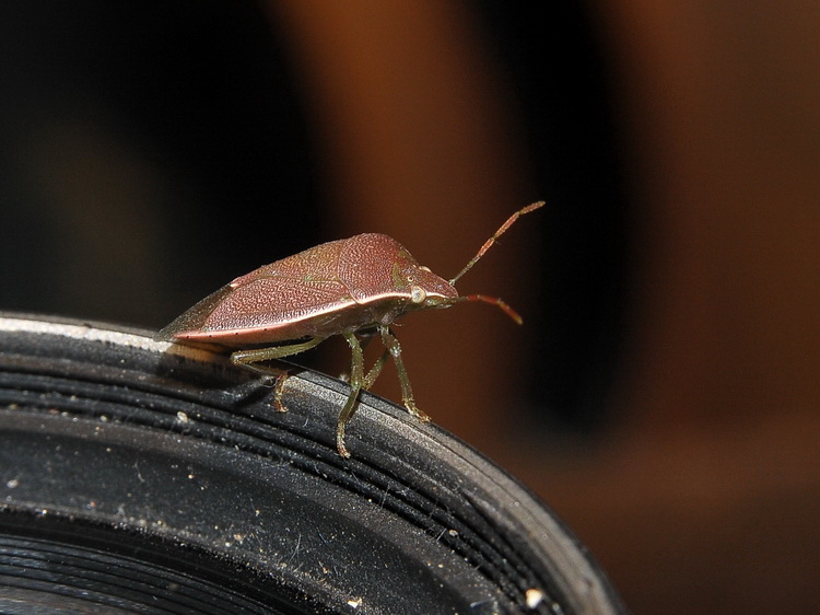 Pentatomidae: Acrosternum cf. heegeri  della Toscana (FI)